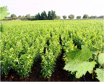Vivaio vitivinicolo Stefano - azienda