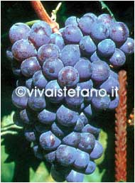 Vivai Stefano - barbatella Gaglioppo